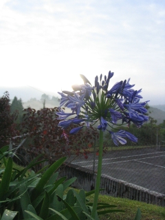 Sunrise and Flower